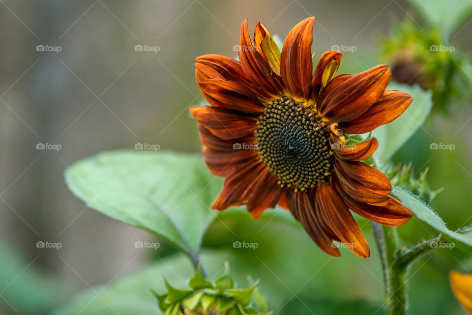 sunflowers bees and bumblebees