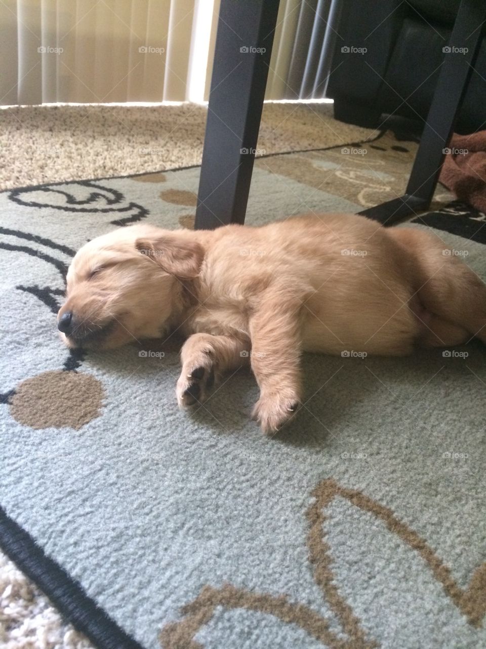 Puppy. Sleeping golden puppy