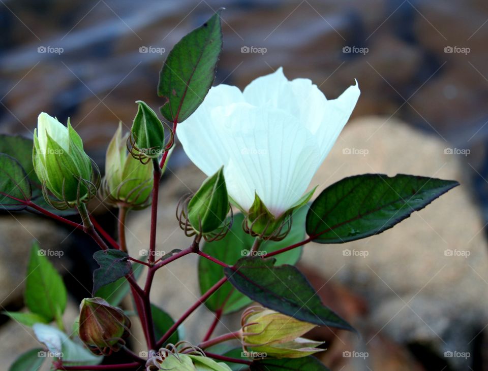 blooming, white hibiscus.