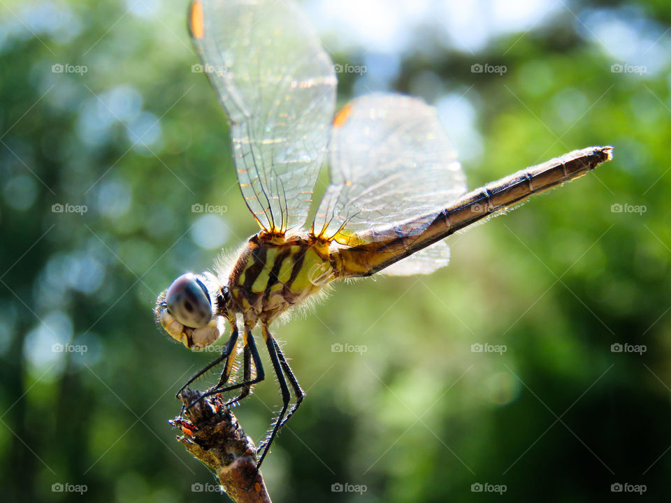 Dragonfly