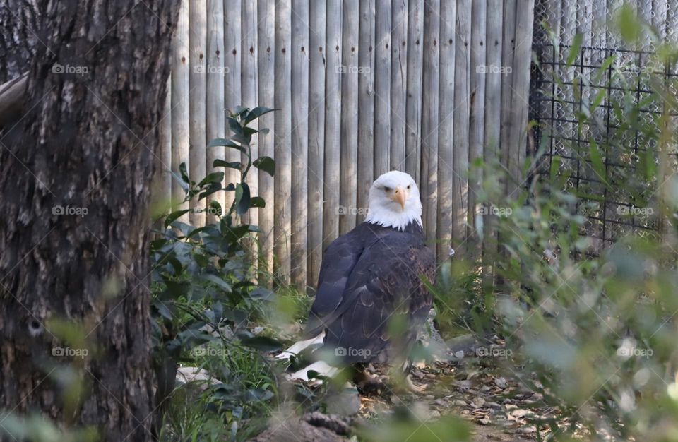 Bald eagle 🦅