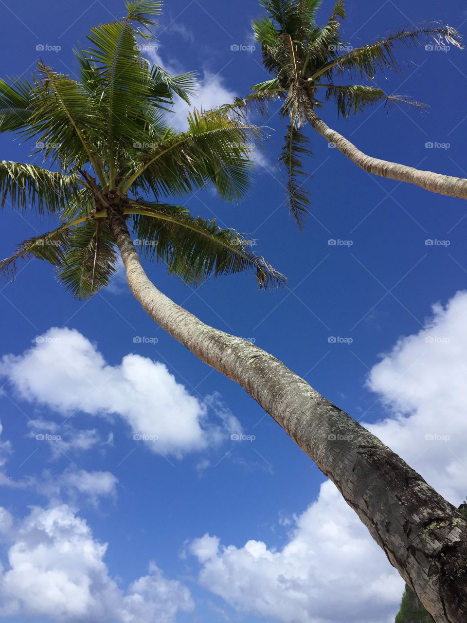 Tree, Sky, No Person, Nature, Summer