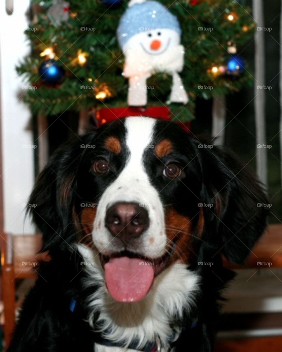 Bernese mountain dog in front of Christmas tree
