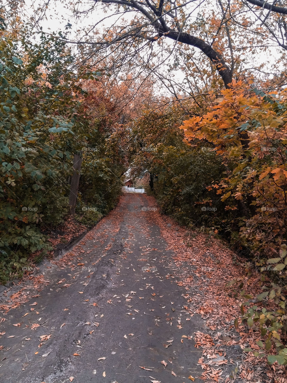 road to the house through the forest autumn