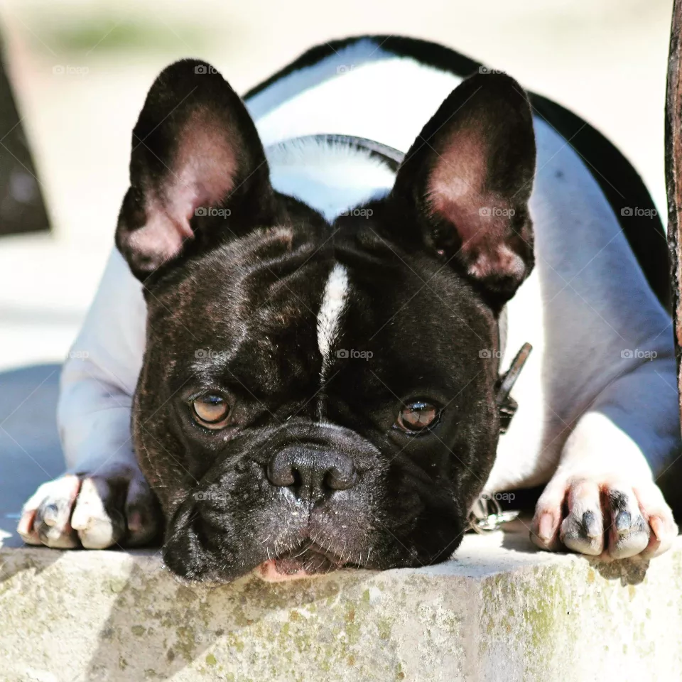 dog french bulldog