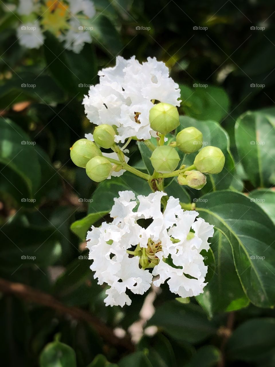 Lagerstroemia indica, also know as crape myrtle. The white crape myrtle flower or crepeflower.