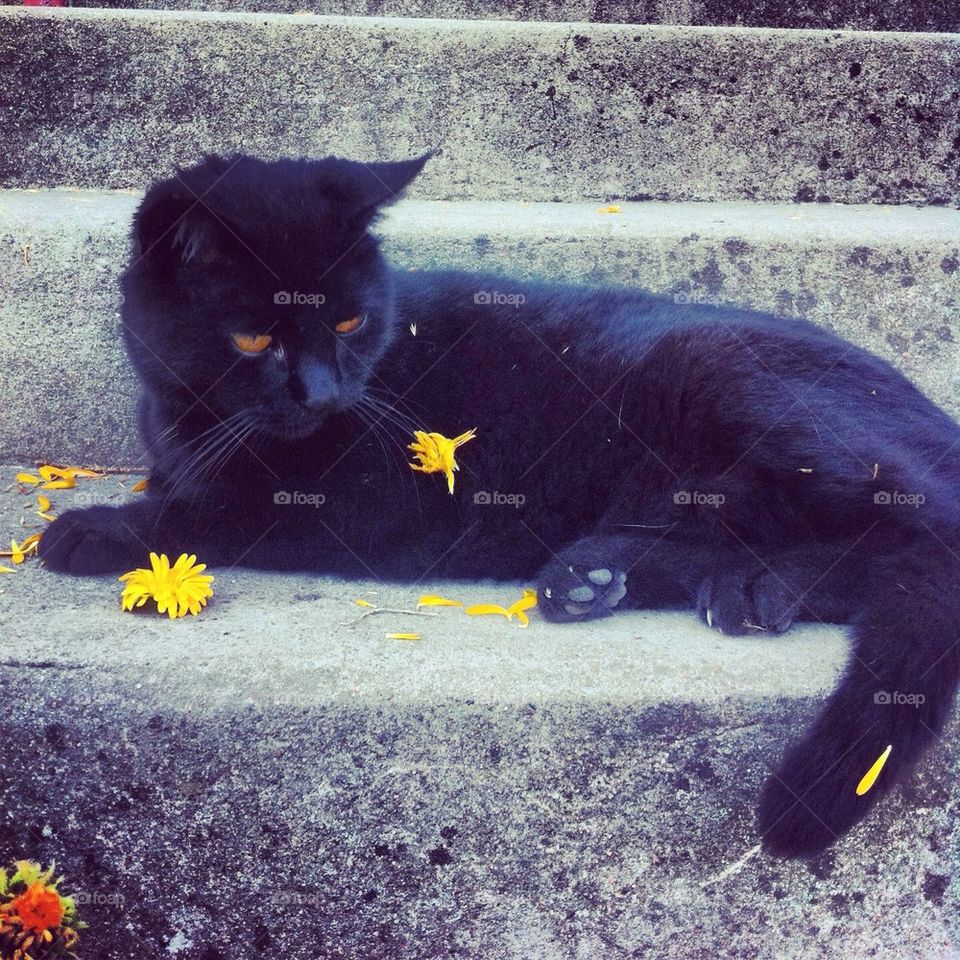 Cat with flower