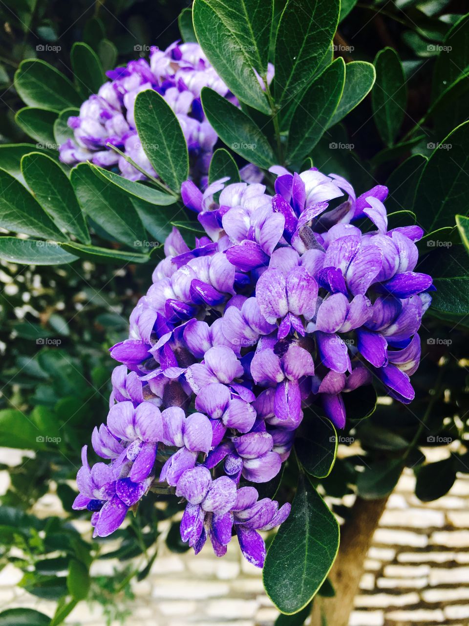 Texas Mountain Laurel first bloom of spring.
