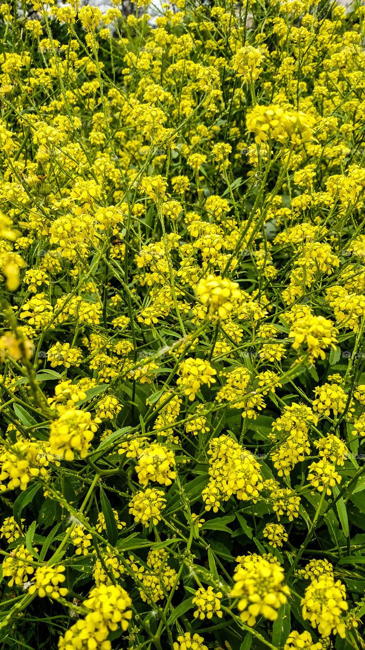 field of flowers