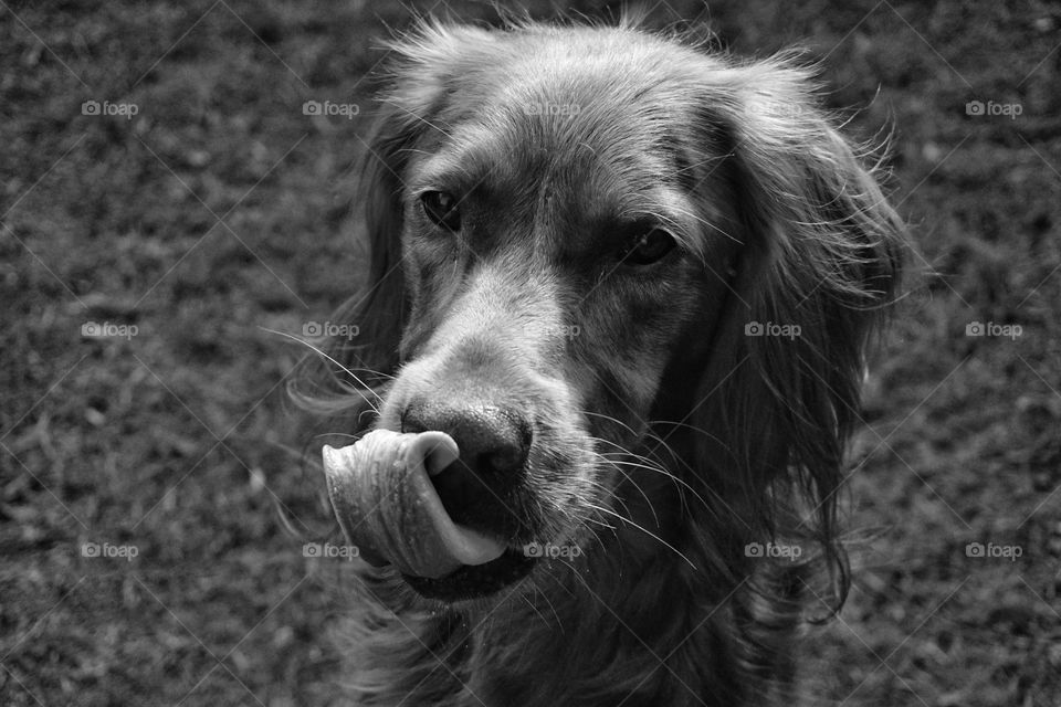 B&W of Red Setter dog  flicking his tongue in anticipation of a treat 🐶