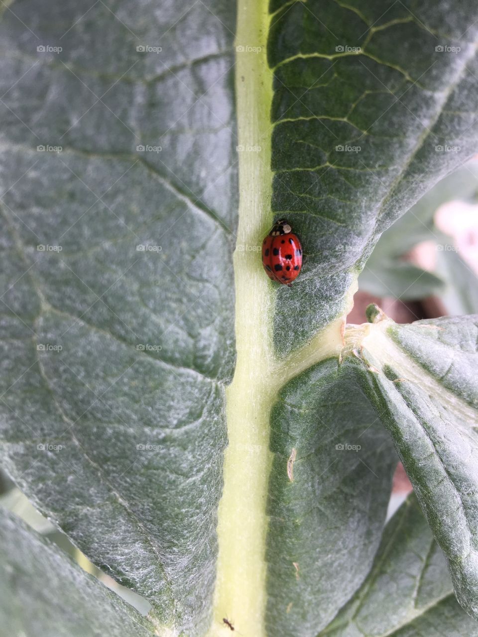 Ladybird on torn leaf 