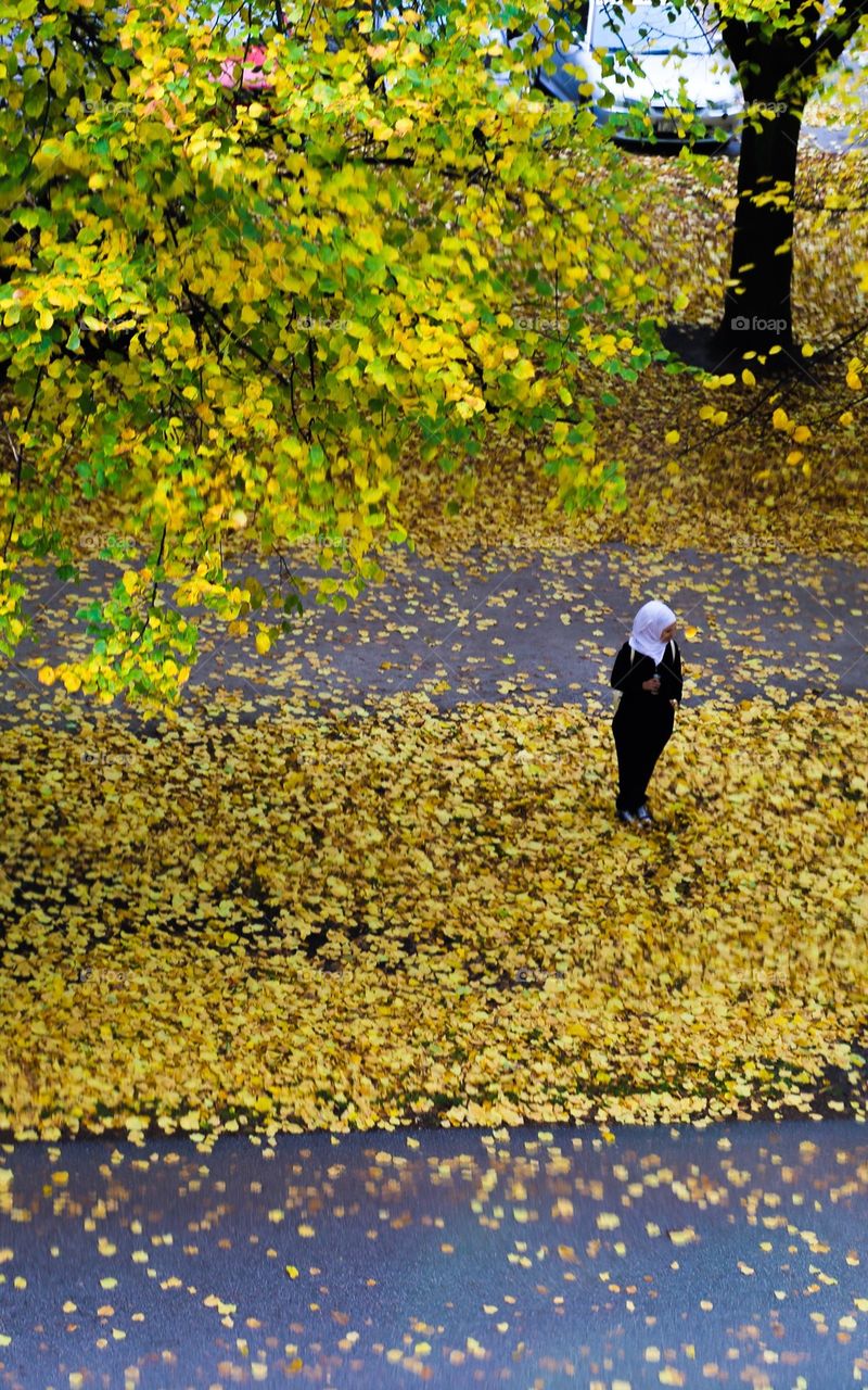 Autumn leafs