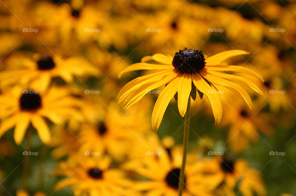 Field of Yellow Black-eyed Susans. Beautiful wild flowers if the Appalachian Mountains