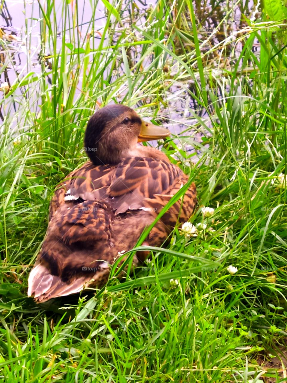 Duck resting in green grass