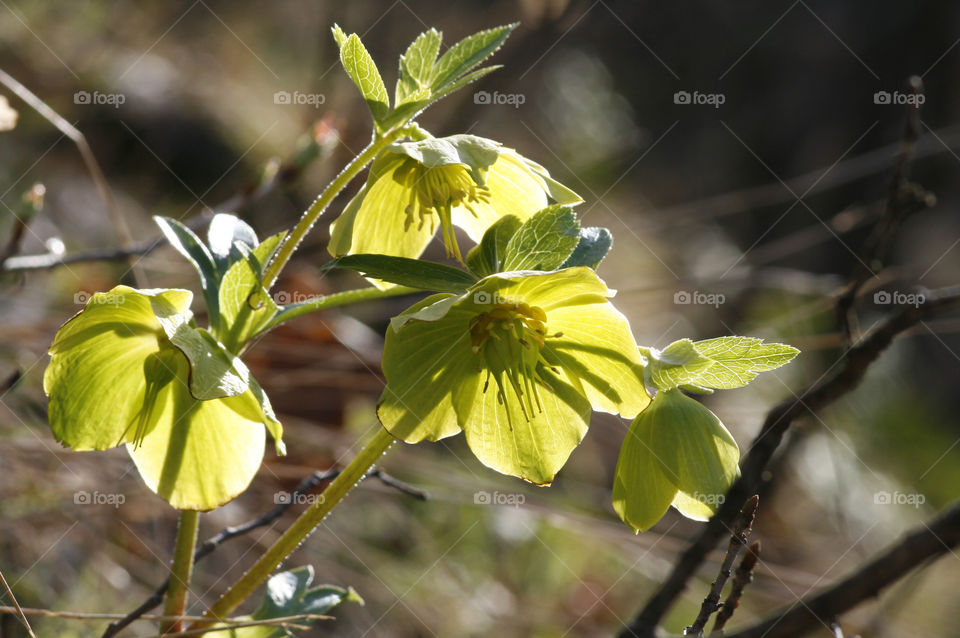 green flowers