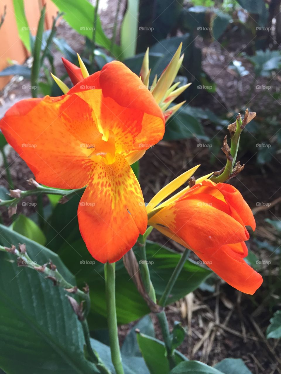 Orange a Tropical Flowers