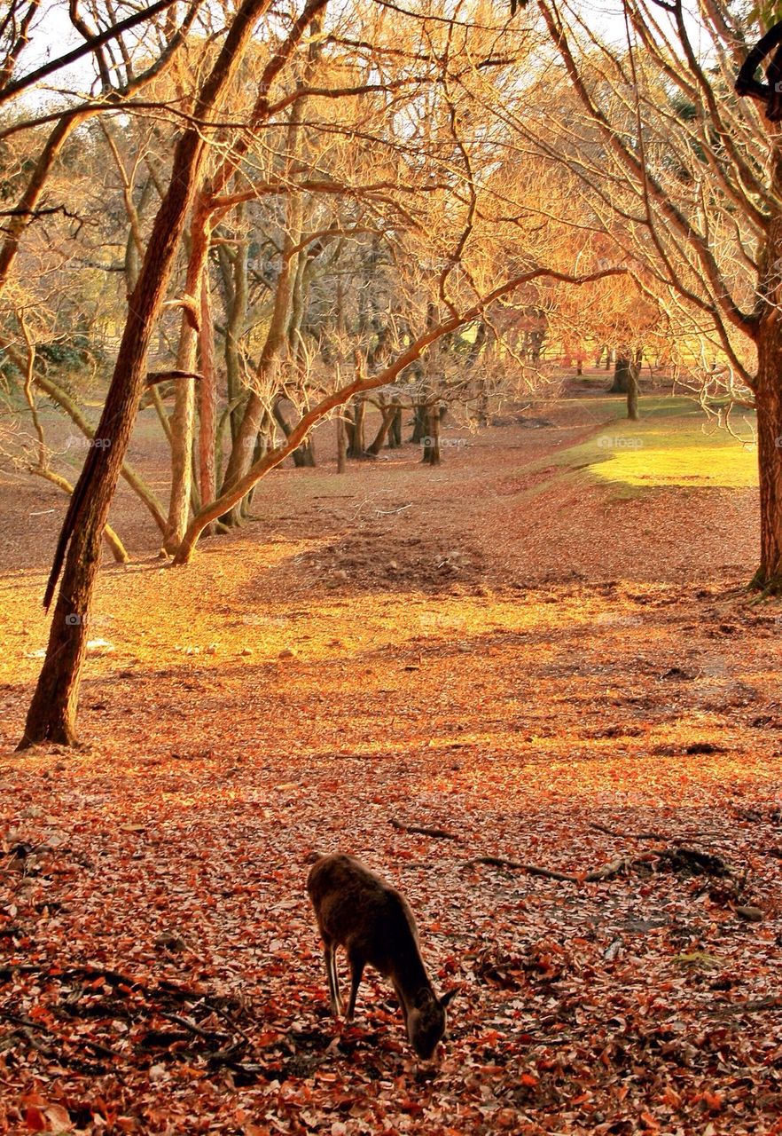 A deer in Nara