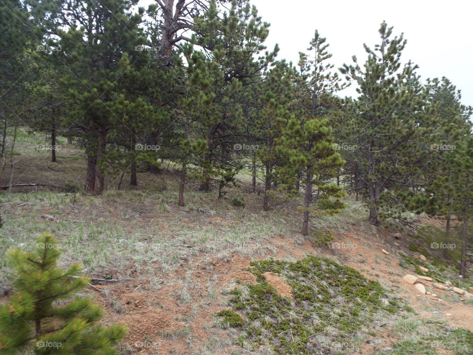 Pike's peak wilderness