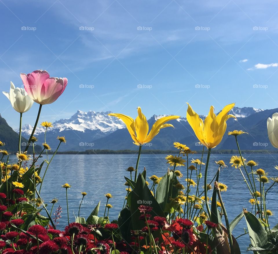 Beautiful flowers in bloom against landscape