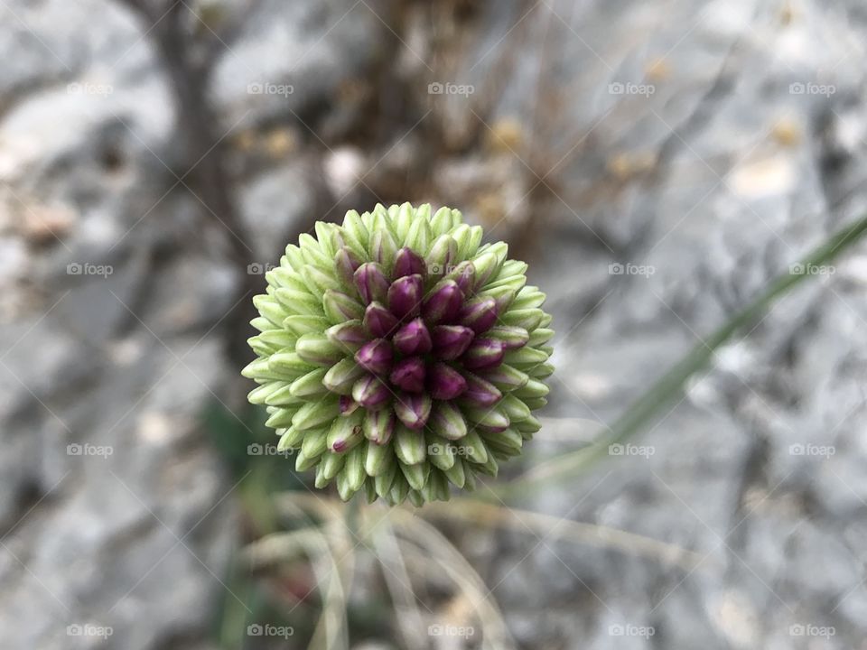 Chive flower 