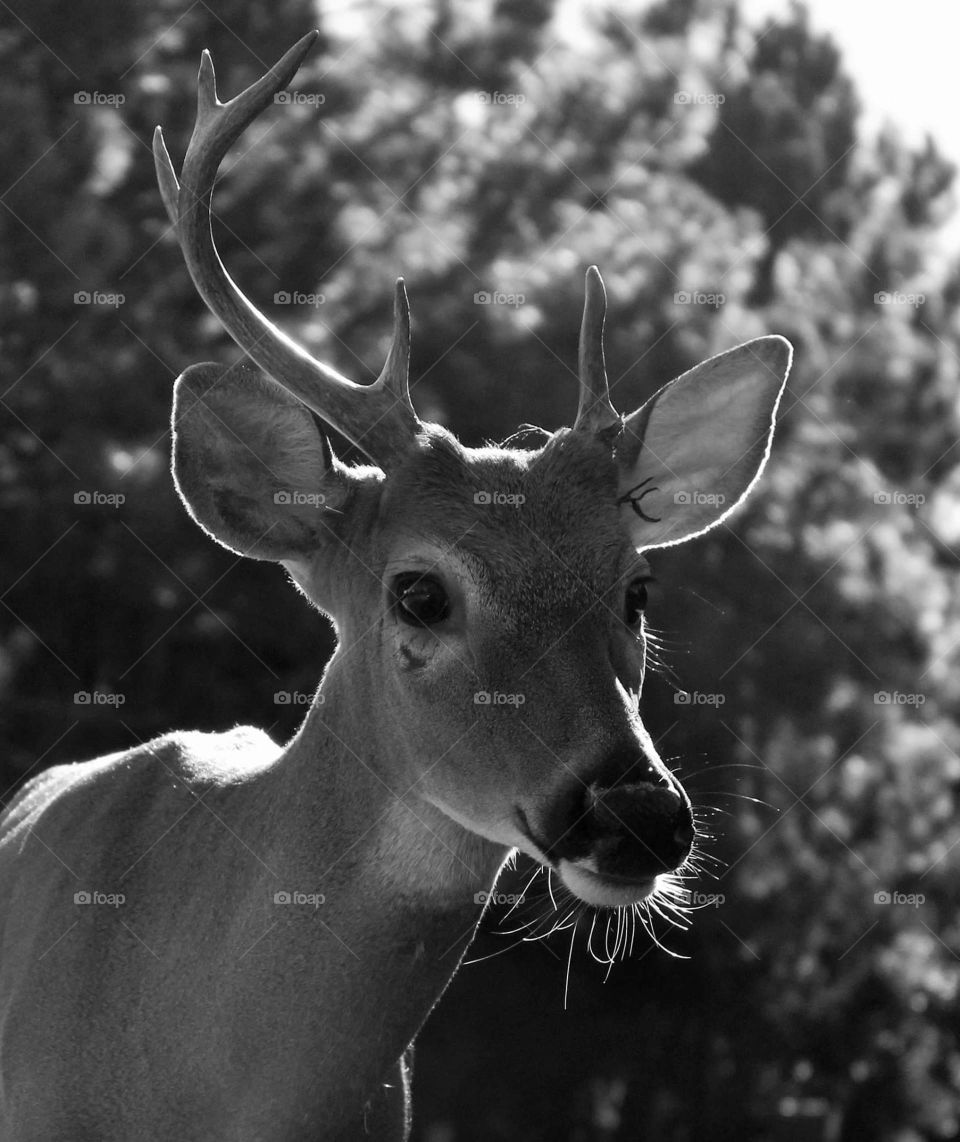 deer