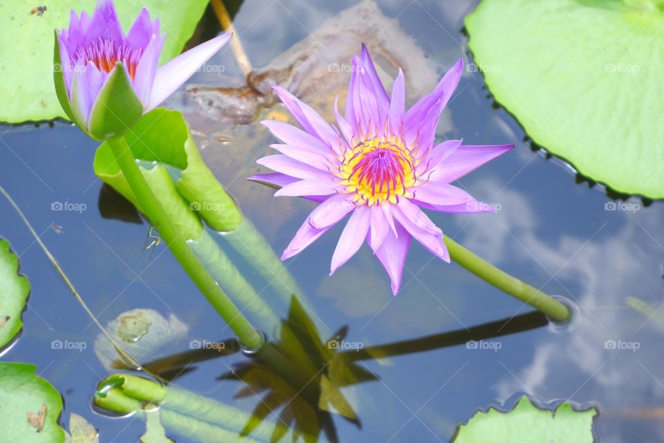 A purple lotus in full bloom with green lotus leaves on the water surface.