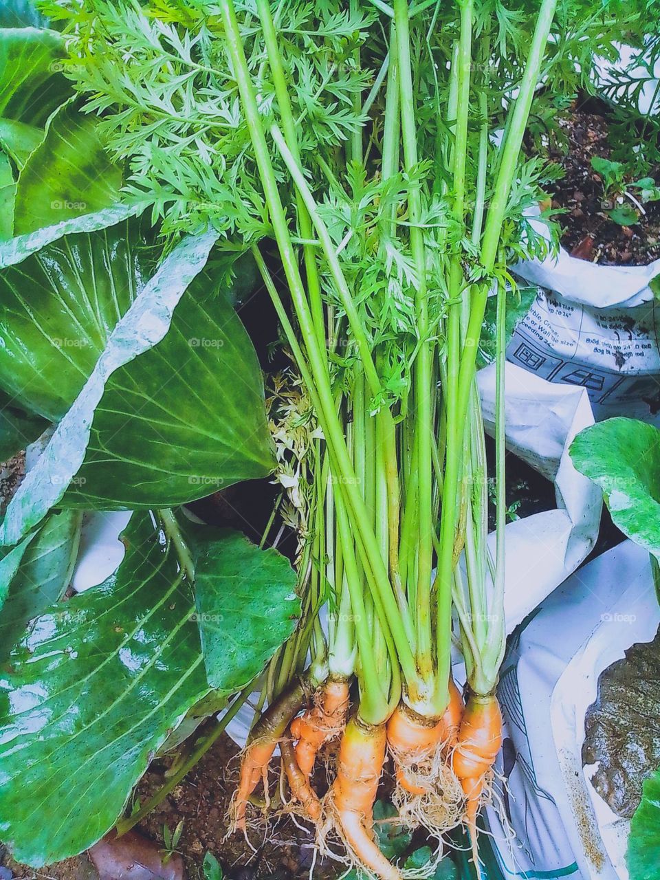 This is a closer capture of fresh carrots.These carrots are seems soo fresh and still in the home garden.behind the carrots there are a cabbage tree with green cabbage leaves. This vegetable crops are planted in white coloured polythene bags.