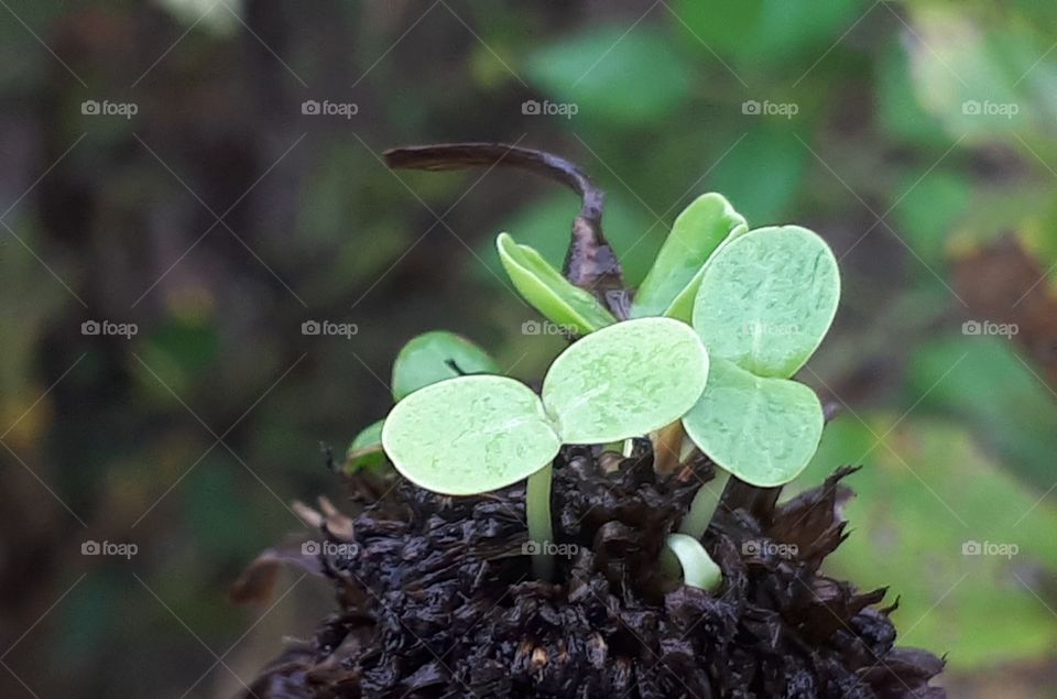 Close up of zinnia seedlings