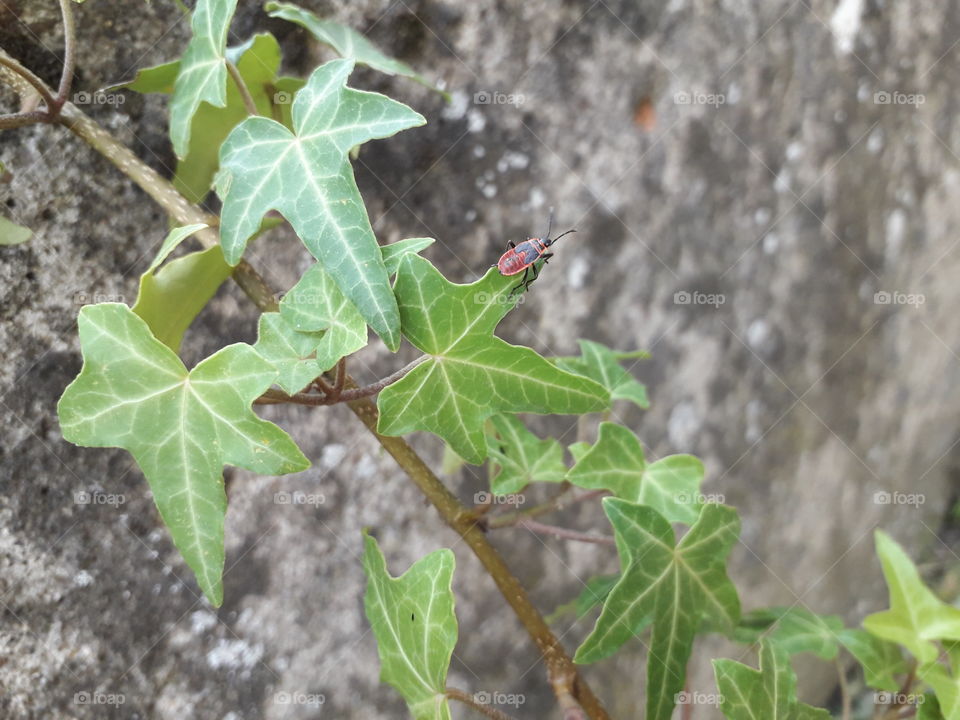 one of the awesomest photos that I've took ever, I guess... I hope you like it🥰