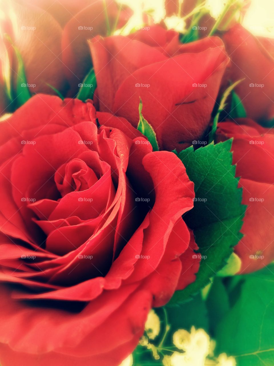 Red roses