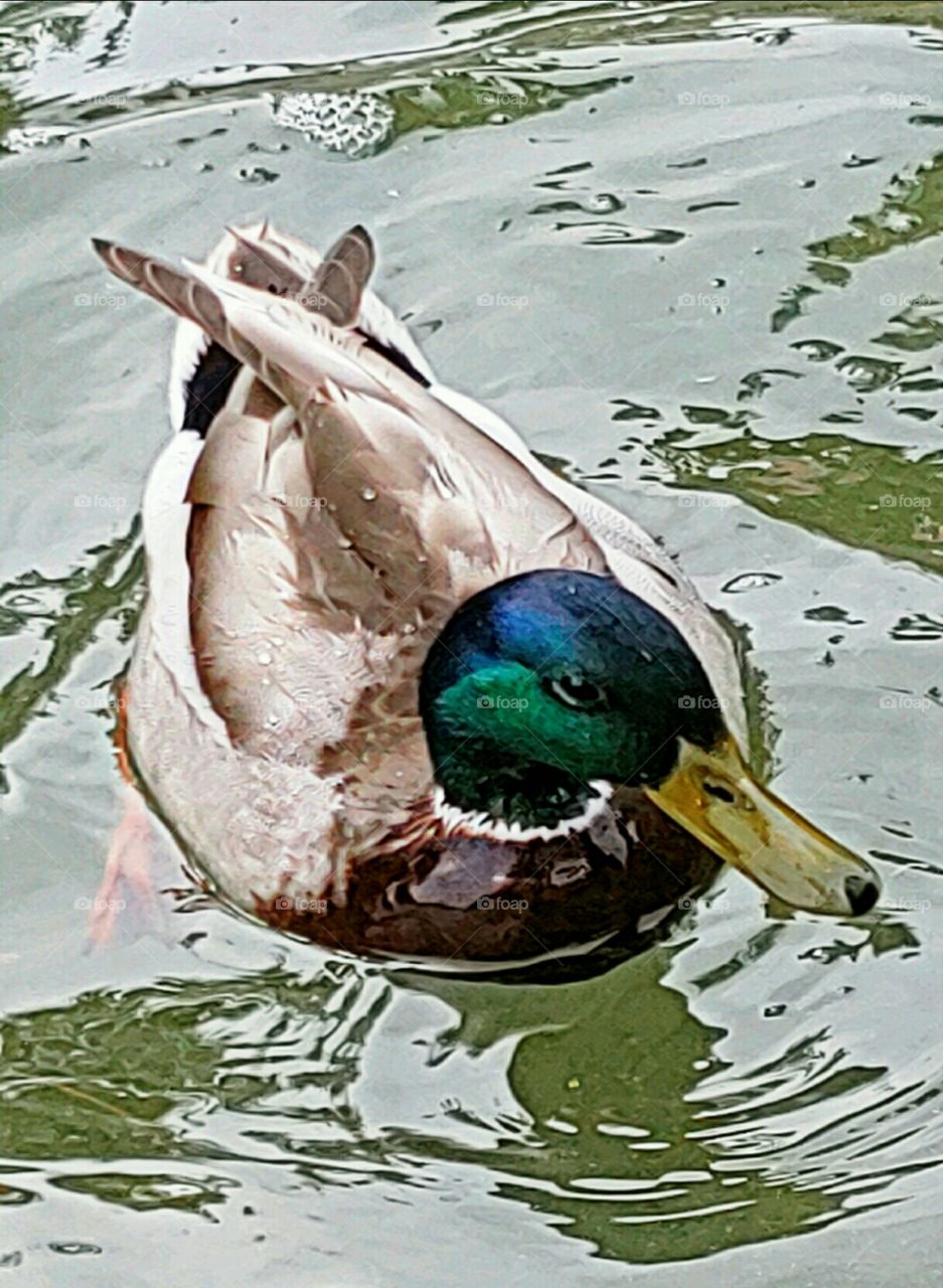 A Male Duck!