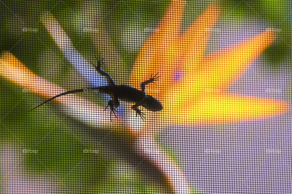 Lizard's silhouette on the window screen