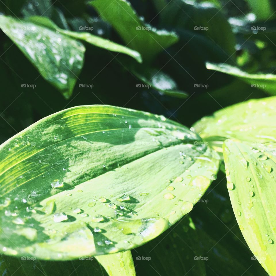 green leaves and drops of water