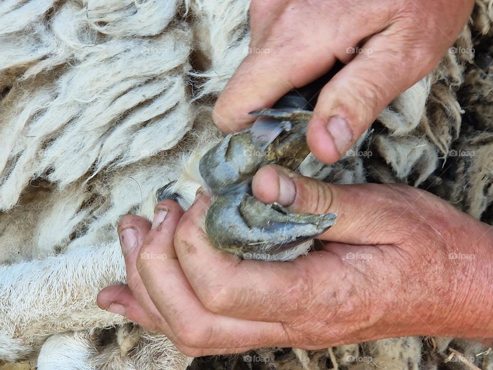 Hoof trim sheep close up