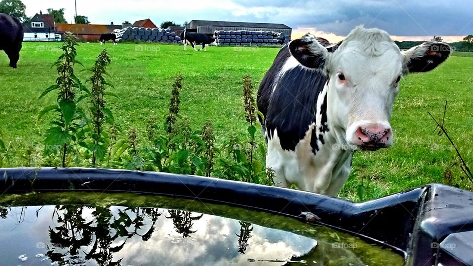 Cow in field