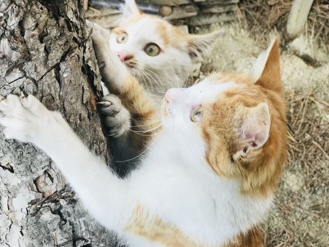 kitties🙈