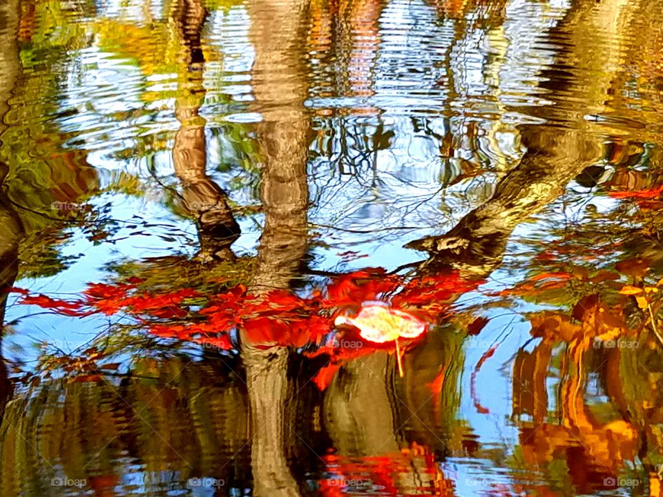 fall reflection
