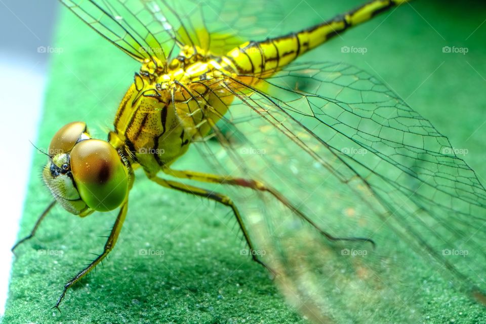 Close-up of dragonfly