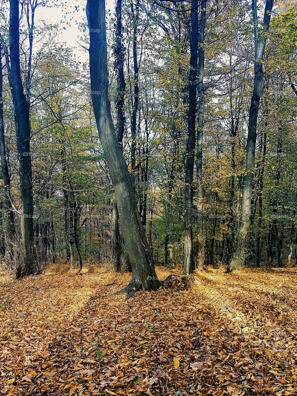 autumn in the forest