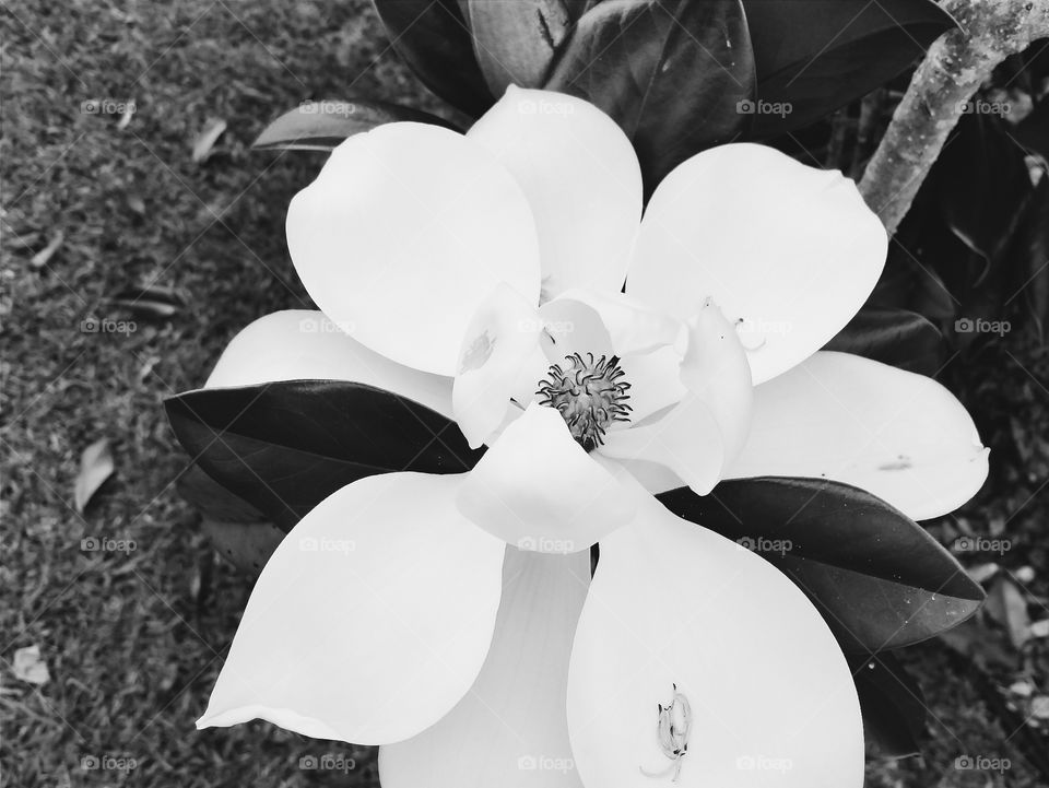 Magnolia Beauty