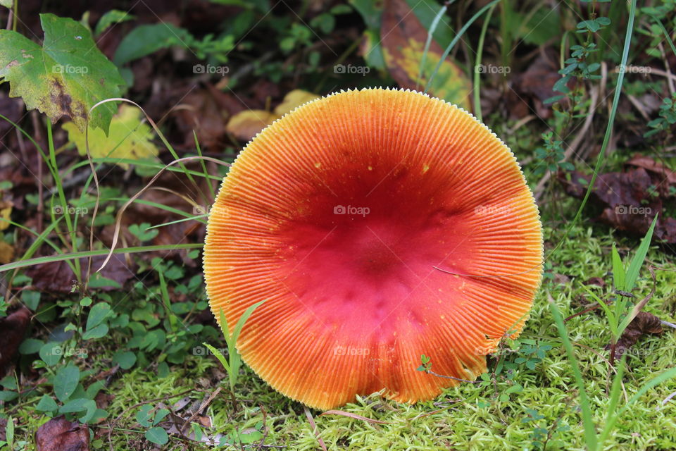 A sunset-colored, circular mushroom lying on the ground 