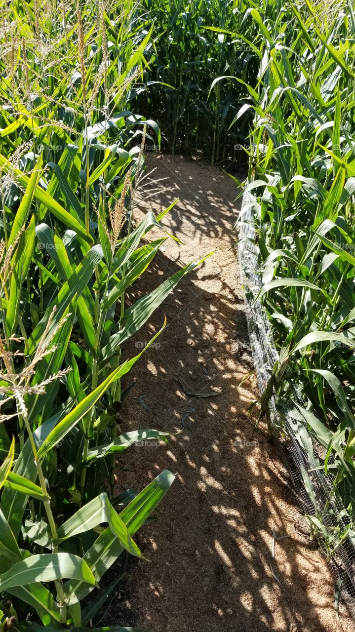 Corn Maze