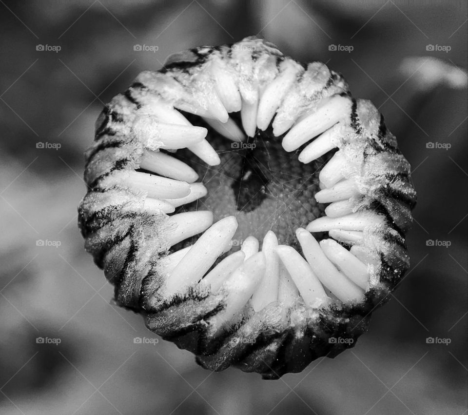 Daisy flower, blooming