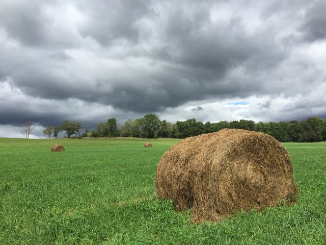 Stormy field. Stormy field