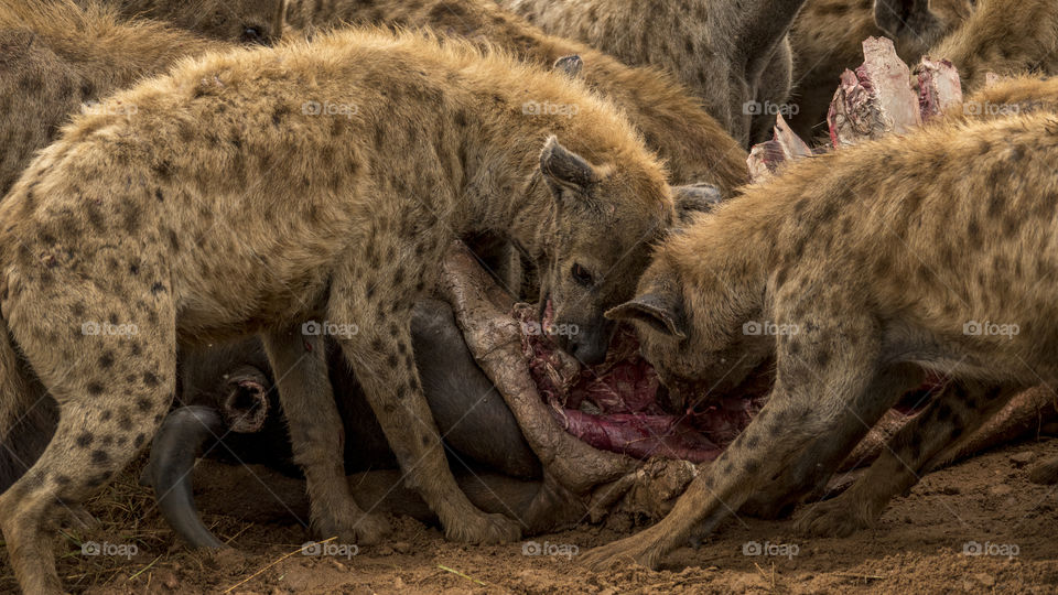 Hyenas in the Kruger National Park