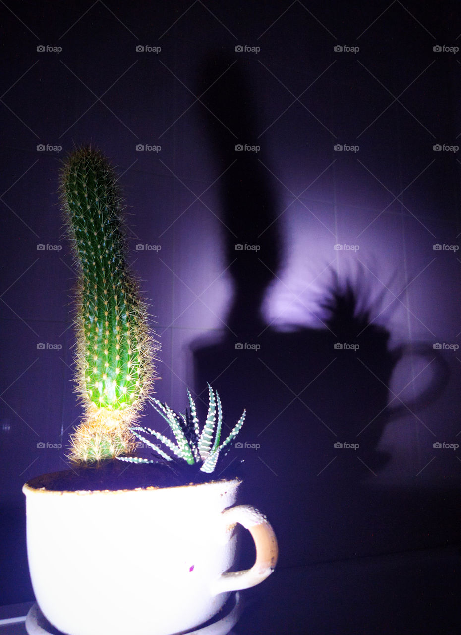 Two cacti planted in a mug with a handle and their large shadow on the wall