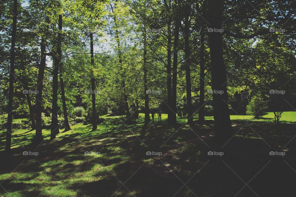 Some friends walking through an open forest