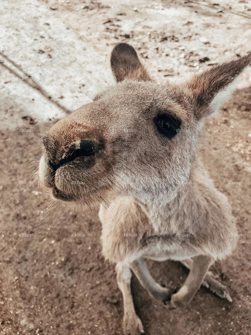Kangaroo, mobile photo 