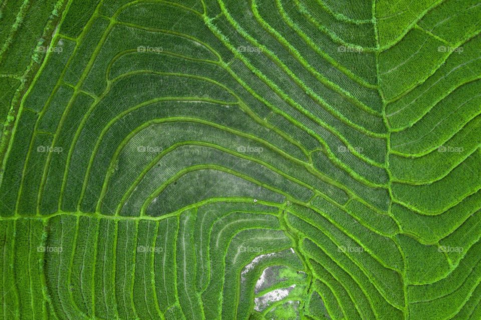 Aerial View Of Terrace Rice Fields