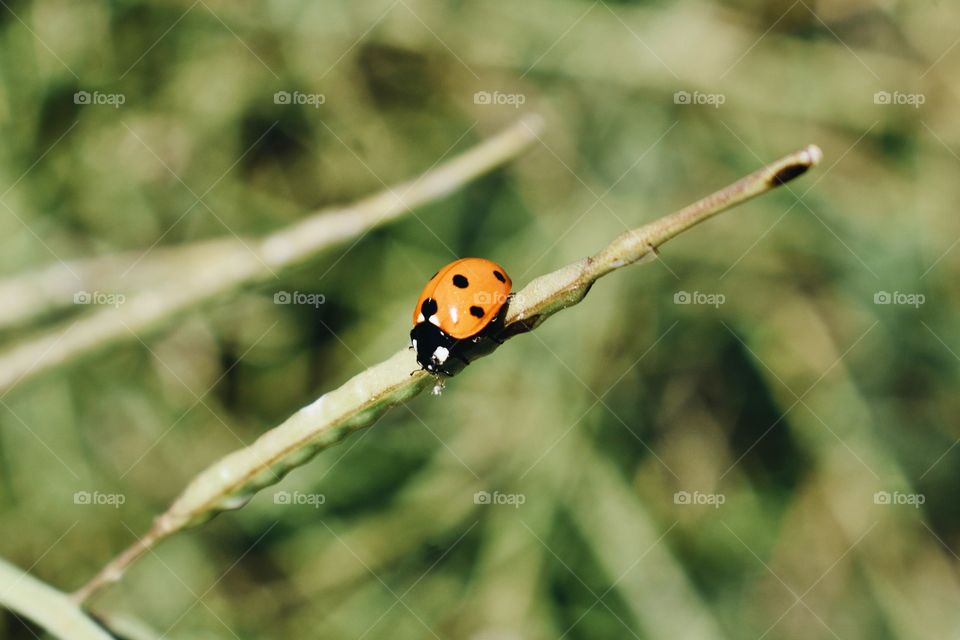 Ladybird on twig